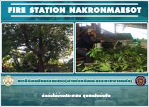 ดับเพลิงนครแม่สอด ออกดำเนินการตัดต้นไม้บ้านประชาชน ชุมชนสันต้นปีน