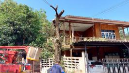 ดับเพลิงนครแม่สอด ออกดำเนินการตัดต้นไม้พาดผ่านสายไฟฟ้า บริเวณสามแยกศาลปู่แดง