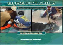 ดับเพลิงนครแม่สอด ออกจับงูเข้าบ้านประชาชน ชุมชนมณีไพรสณฑ์