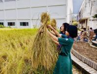โรงเรียนเทศบาลวัดดอนแก้ว จัดกิจกรรมเก็บเกี่ยวและบริหารจัดการข้าวนาอินทรีย์ ระดับมัธยมศึกษาปีที่ 1-3  ประจำปีการศึกษา 2565
