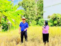 โรงเรียนเทศบาลวัดดอนแก้ว จัดกิจกรรมเก็บเกี่ยวและบริหารจัดการข้าวนาอินทรีย์ ระดับมัธยมศึกษาปีที่ 1-3  ประจำปีการศึกษา 2565