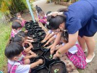 ศูนย์พัฒนาเด็กเล็กโรงเรียนเทศบาลวัดดอนแก้ว จัดกิจกรรมหนูน้อยปลูกผักสวนครัว ประจำปีการศึกษา 2565