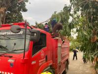 ดับเพลิงนครแม่สอด ออกตัดต้นไม้ล้มทับบ้านเรือนประชาชน ชุมชนบัวคูณ