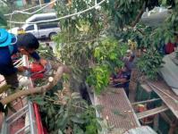 ดับเพลิงนครแม่สอด ออกตัดต้นไม้ล้มทับบ้านเรือนประชาชน ชุมชนบัวคูณ