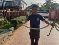 ดับเพลิงนครแม่สอด ออกจับงูเข้าบ้านประชาชน ในหมู่บ้านกาสะลอง