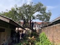 ดับเพลิงนครแม่สอด ออกตัดต้นไม้ใกล้สายไฟหน้าบ้านประชาชน ซอยน้ำดื่มเจอาร์