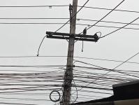 ดับเพลิงนครแม่สอด ออกตัดกิ่งไม้พาดผ่านสายไฟฟ้า บริเวณศูนย์การแสดงสินค้า OTOP