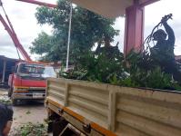 ดับเพลิงนครแม่สอด ออกตัดต้นไม้หน้าบ้านประชาชน บริเวณหลังวัดชุมพลคีรี