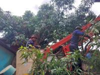 ดับเพลิงนครแม่สอด ออกตัดต้นไม้หน้าบ้านประชาชน บริเวณหลังวัดชุมพลคีรี