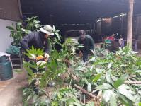 ดับเพลิงนครแม่สอด ออกตัดต้นไม้หน้าบ้านประชาชน บริเวณหลังวัดชุมพลคีรี