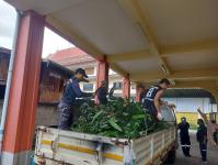 ดับเพลิงนครแม่สอด ออกตัดต้นไม้หน้าบ้านประชาชน บริเวณหลังวัดชุมพลคีรี