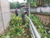 ดับเพลิงนครแม่สอด ออกตัดต้นไม้ในคลองชลประทาน ชุมชนจ๊อกจอสามัคคี