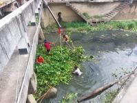 ดับเพลิงนครแม่สอด ออกตัดต้นไม้ในคลองชลประทาน ชุมชนจ๊อกจอสามัคคี