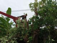 ดับเพลิงนครแม่สอด ออกตัดต้นไม้ล้มทับรั้วบ้านประชาชน ชุมชนประชารักษ์