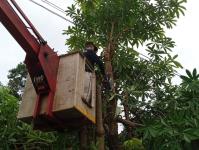 ดับเพลิงนครแม่สอด ออกตัดต้นไม้ล้มทับรั้วบ้านประชาชน ชุมชนประชารักษ์