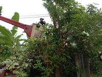 ดับเพลิงนครแม่สอด ออกตัดต้นไม้ล้มทับรั้วบ้านประชาชน ชุมชนประชารักษ์