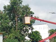 ดับเพลิงนครแม่สอด ออกตัดต้นไม้บริเวณตลาดบ้านเหนือ