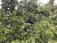 ดับเพลิงนครแม่สอด ออกตัดต้นไม้โค่นล้มภายในโรงแรมควีนพาเลส