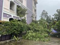 ดับเพลิงนครแม่สอด ออกตัดต้นไม้โค่นล้มภายในโรงแรมควีนพาเลส