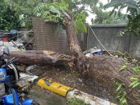 ดับเพลิงนครแม่สอด ออกตัดต้นไม้โค่นล้มภายในโรงแรมควีนพาเลส