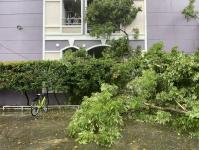 ดับเพลิงนครแม่สอด ออกตัดต้นไม้โค่นล้มภายในโรงแรมควีนพาเลส