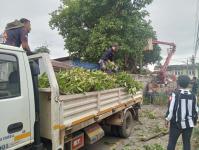 ดับเพลิงนครแม่สอด ออกตัดต้นไม้พาดผ่านสายไฟฟ้าหน้าบ้านประชาชน ซอย 9 ชุมชนสันต้นปิน