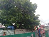 ดับเพลิงนครแม่สอด ออกตัดต้นไม้พาดผ่านสายไฟฟ้าหน้าบ้านประชาชน ซอย 9 ชุมชนสันต้นปิน