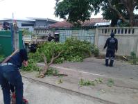 ดับเพลิงนครแม่สอด ออกตัดต้นไม้พาดผ่านสายไฟฟ้าหน้าบ้านประชาชน ซอย 9 ชุมชนสันต้นปิน