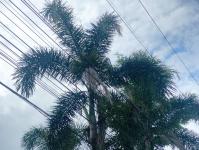 ตรวจสอบเหตุสายไฟฟ้าช็อต และเกิดมีเปลวไฟ หน้าบ้านเลขที่ 9/326 ภายในหมู่บ้านแม่สอดวิลล่า 