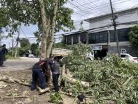 ดับเพลิงแม่สอด ออกตัดต้นไม้พาดผ่านสายไฟฟ้า หน้า ps gym ชุมชนร่วมแรง