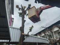 ดับเพลิงนครแม่สอด ออกตัดต้นไม้ บริเวณสี่แยกร้านขายปลา ชุมขนบัวคูณ