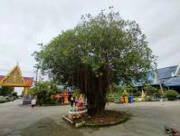 ดับเพลิงนครแม่สอด ออกตัดต้นไม้ภายในวัดบุญญาวาส