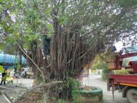 ดับเพลิงนครแม่สอด ออกตัดต้นไม้ภายในวัดบุญญาวาส