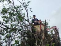 ดับเพลิงนครแม่สอด ออกตัดต้นไม้ภายในวัดบุญญาวาส