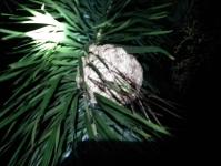 ดับเพลิงแม่สอด ออกกำจัดรังต่อบ้านประชาชน หมู่บ้านแม่สอดวิลล่า