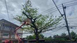 ดับเพลิงนครแม่สอด ออกตัดต้นไม้พาดผ่านสายไฟฟ้าตรงข้ามโรงเรียนแม่สอด