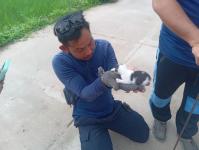 ดับเพลิงแม่สอด ออกช่วยเหลือลูกแมวติดภายในรถยนต์ประชาชน