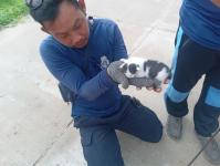 ดับเพลิงแม่สอด ออกช่วยเหลือลูกแมวติดภายในรถยนต์ประชาชน