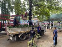 ดับเพลิงแม่สอด ออกตัดต้นไม้ภายในโรงเรียนเทศบาลวัดชุมพลคีรี