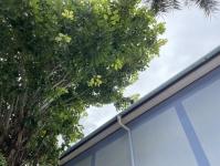 ดับเพลิงแม่สอด ออกกำจัดรังผึ้งบ้านประชาชน ชุมชนร่วมแรง