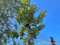 ดับเพลิงแม่สอด ออกตัดต้นไม้แนวสายไฟฟ้า บริเวณหลัง บริษัท AIA