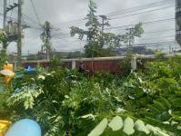 ดับเพลิงแม่สอด ออกตัดต้นไม้ภายในศูนย์กลางแสดงสินค้าและศูนย์ประชุมเพื่อส่งเสริมการท่องเที่ยว - OTOP