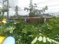 ดับเพลิงแม่สอด ออกตัดต้นไม้ภายในศูนย์กลางแสดงสินค้าและศูนย์ประชุมเพื่อส่งเสริมการท่องเที่ยว - OTOP