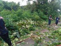 ดับเพลิงแม่สอด ออกตัดกิ่งไม้พาดผ่านสายไฟฟ้า บริเวณหลังอู่ช่างลือ