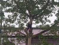 ดับเพลิงแม่สอด ออกตัดต้นไม้บริเวณข้างโรงเรียนเทศบาลเฉลิมพระเกียรติสมเด็จพระเทพรัตนราชสุดา ฯ