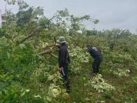 ดับเพลิงแม่สอด ออกตัดต้นไม้บริเวณข้างโรงเรียนเทศบาลเฉลิมพระเกียรติสมเด็จพระเทพรัตนราชสุดา ฯ
