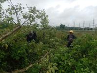 ดับเพลิงแม่สอด ออกตัดต้นไม้บริเวณข้างโรงเรียนเทศบาลเฉลิมพระเกียรติสมเด็จพระเทพรัตนราชสุดา ฯ