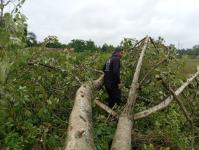 ดับเพลิงแม่สอด ออกตัดต้นไม้บริเวณข้างโรงเรียนเทศบาลเฉลิมพระเกียรติสมเด็จพระเทพรัตนราชสุดา ฯ