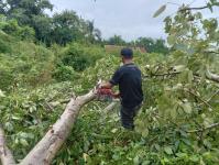 ดับเพลิงแม่สอด ออกตัดต้นไม้บริเวณข้างโรงเรียนเทศบาลเฉลิมพระเกียรติสมเด็จพระเทพรัตนราชสุดา ฯ