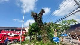 ดับเพลิงแม่สอด ออกตัดต้นไม้ภายในสำนักงานสรรพสามิตพื้นที่ตาก สาขาแม่สอด